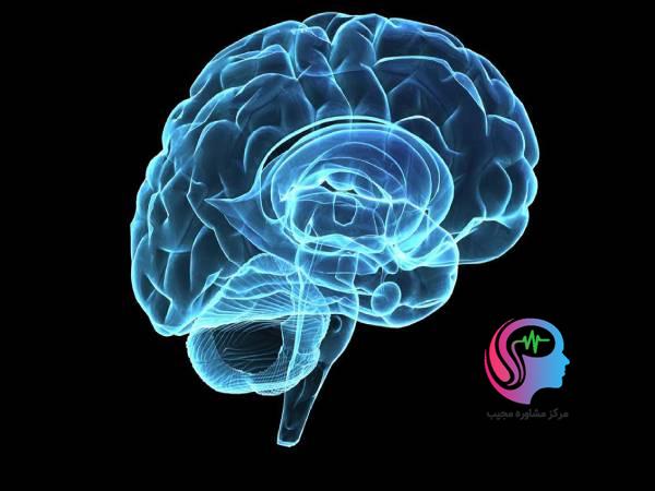 تعیین میزان هوش افراد با اسکن مغزی و نتایج تحقیقات