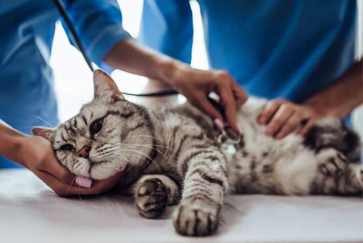 فیزیوتراپی گربه ها برای بهبود سلامت زندگی گربه‌ها