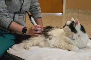 فیزیوتراپی گربه ها برای بهبود سلامت زندگی گربه‌ها